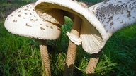 Pilze