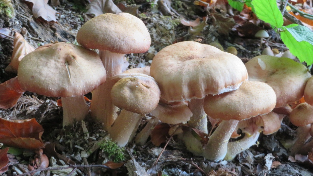 Pilze