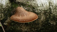 Pilze