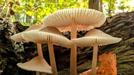 Pilze