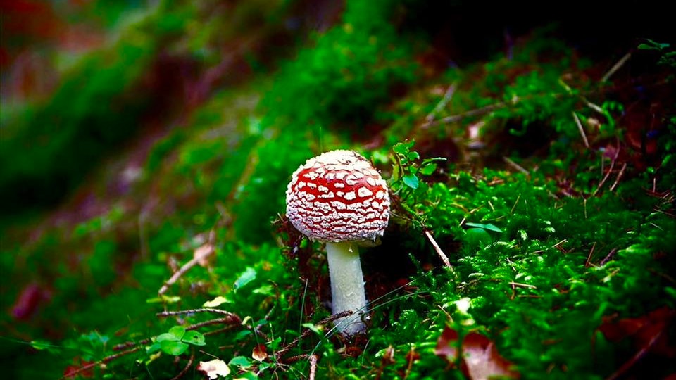 Pilze