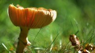 Pilze