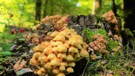 Pilze