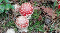 Pilze