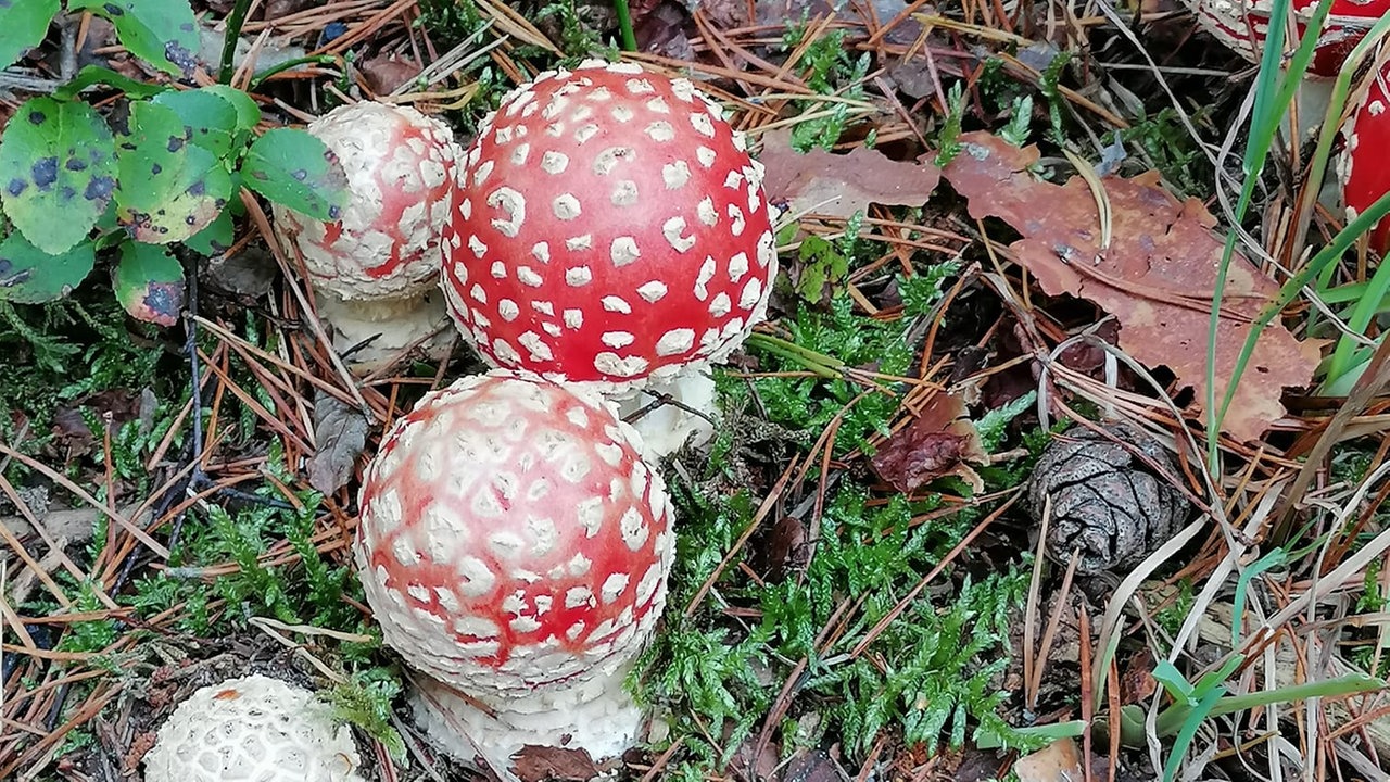 Pilze