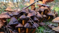 Pilze