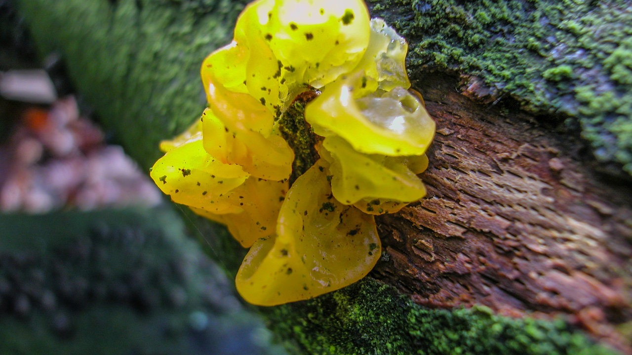 Pilze