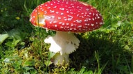Pilze