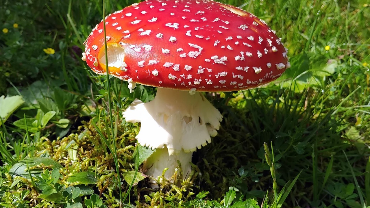 Pilze