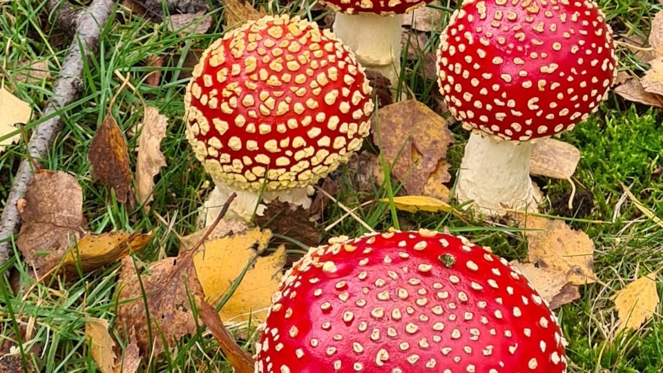 Pilze
