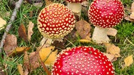 Pilze