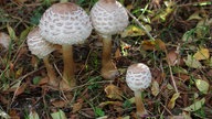 Pilze
