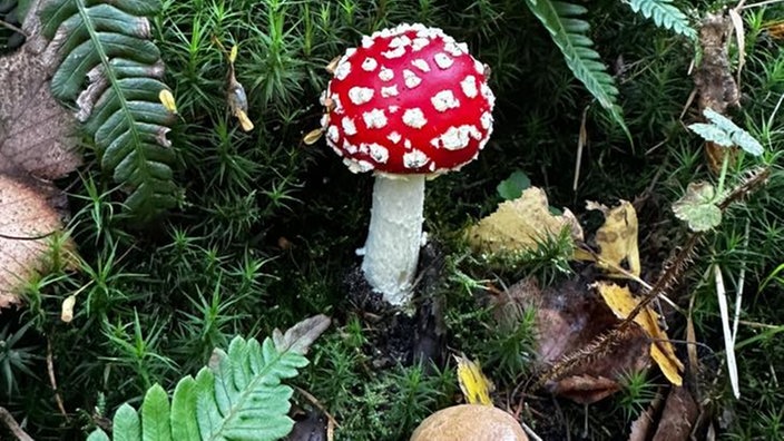 Pilze