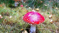 Pilze