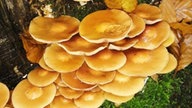 Pilze