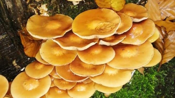 Pilze