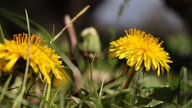 Zwei gelbe Löwenzahnblüten auf einer Wiese