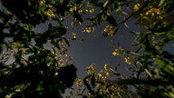 Rapsfeld von unten nach oben fotografiert