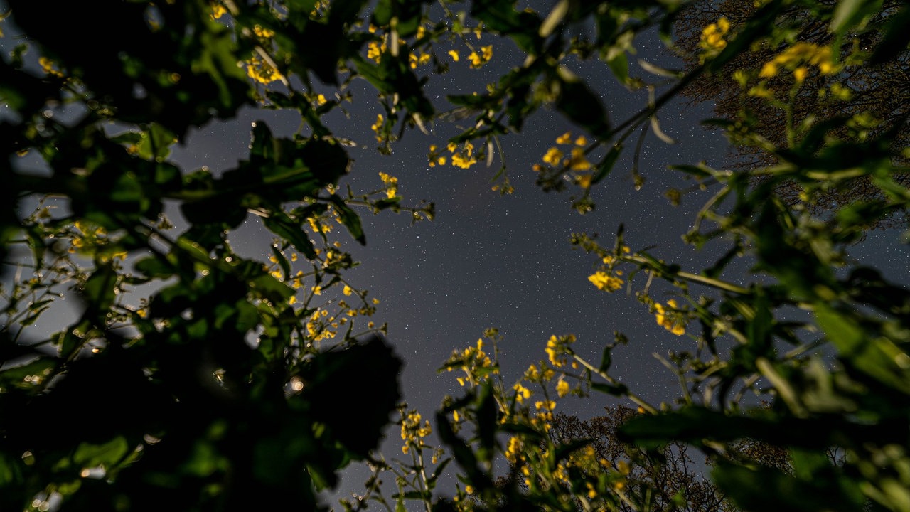 Rapsfeld von unten nach oben fotografiert