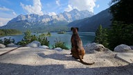 Hund vor Bergpanorama am See