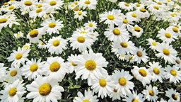 Sommermargerite 