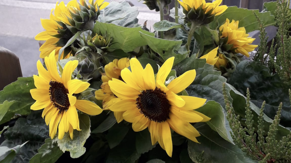 Sonnenblume 