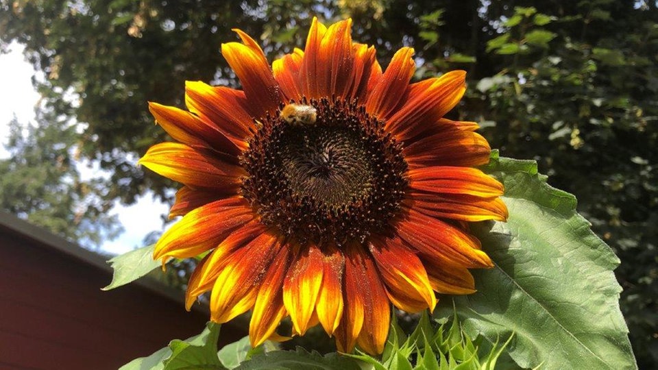 Sonnenblume 