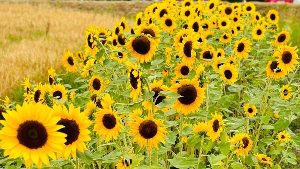 Sonnenblume 