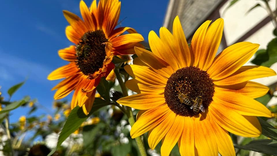 Sonnenblume 