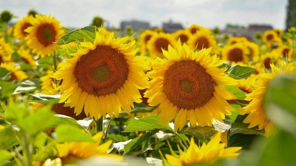 Sonnenblume 