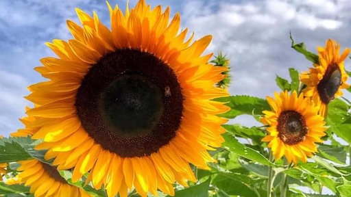 Sonnenblume 