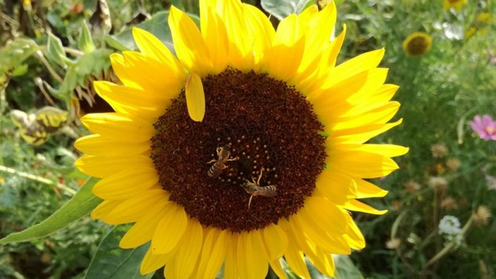 Sonnenblume 