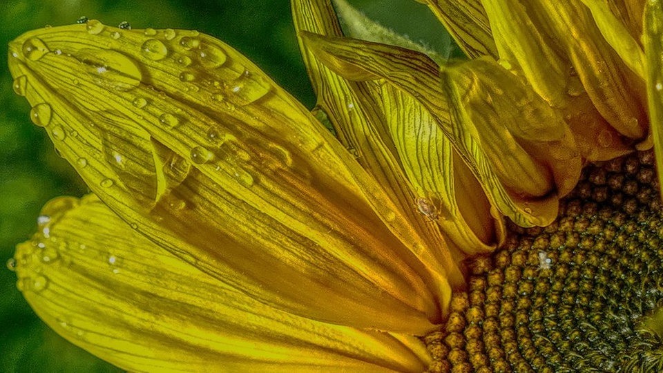 Sonnenblume 