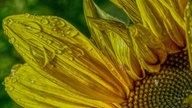 Sonnenblume 