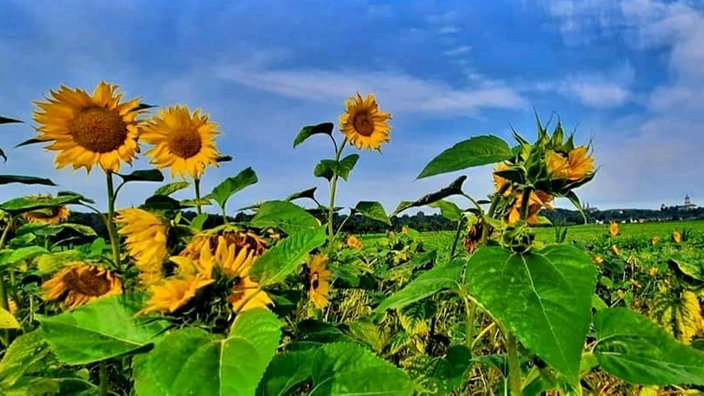 Sonnenblume 