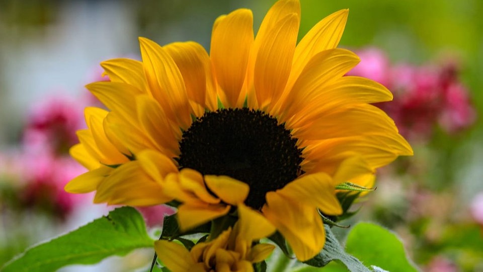 Sonnenblume 