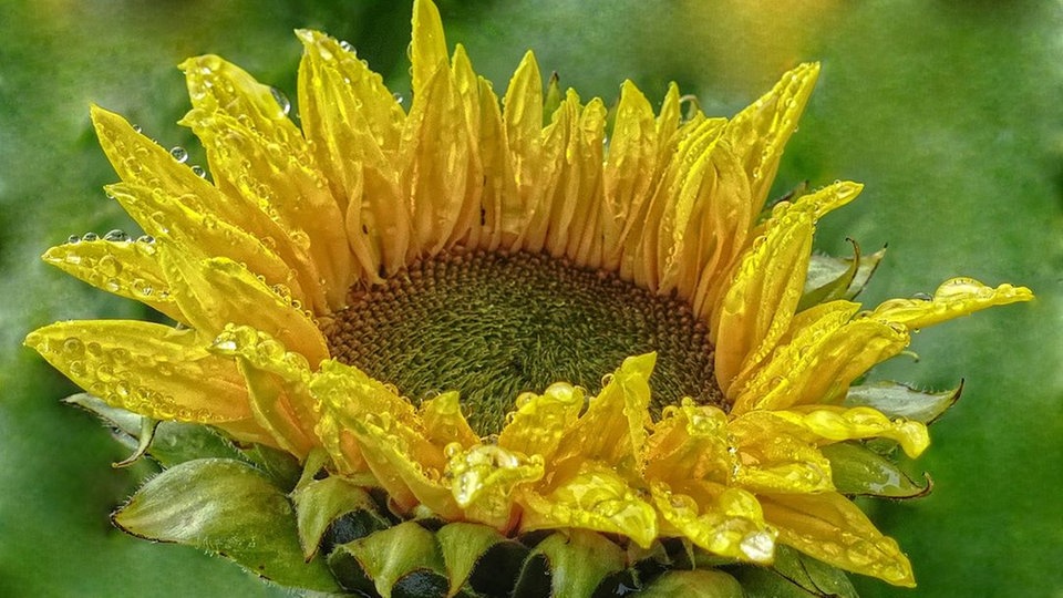 Sonnenblume 