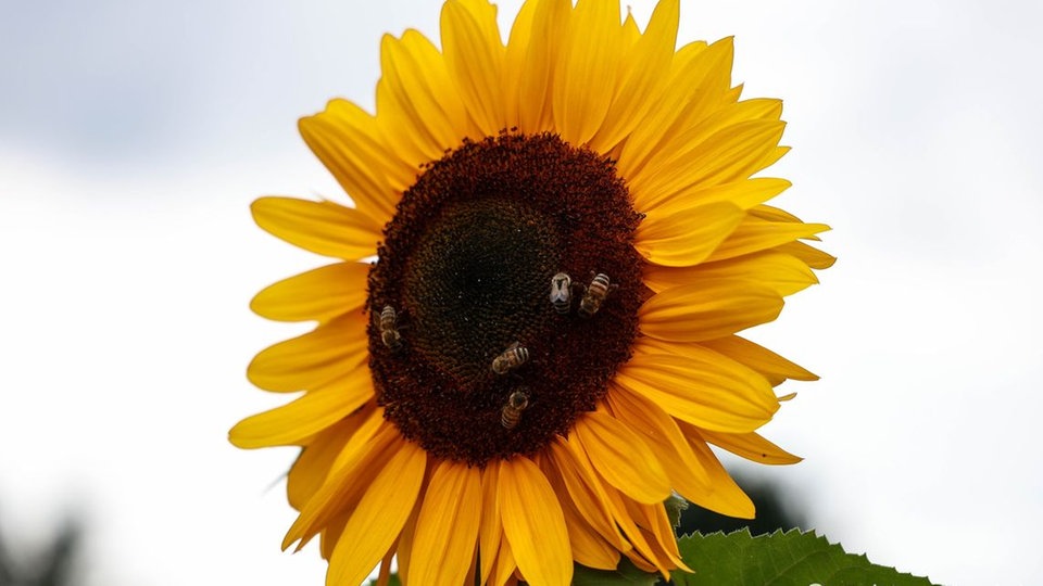 Sonnenblume 