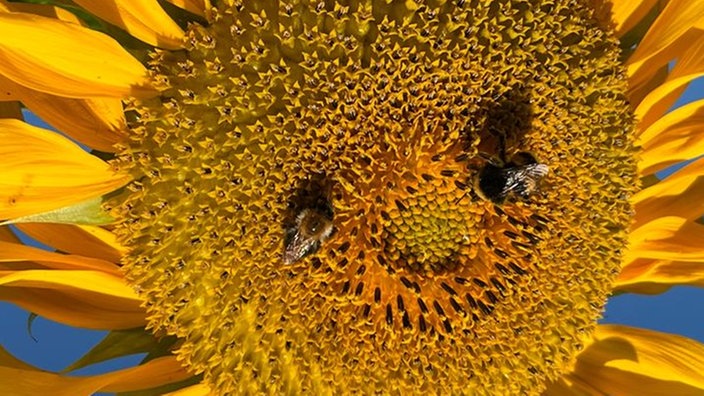 Sonnenblume 