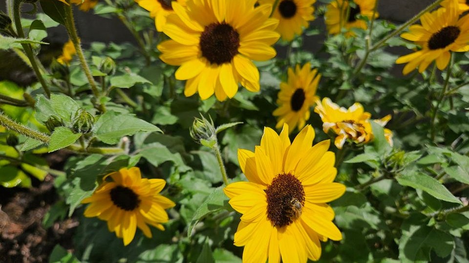 Sonnenblume 