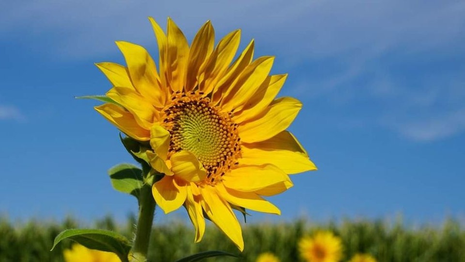 Sonnenblume 