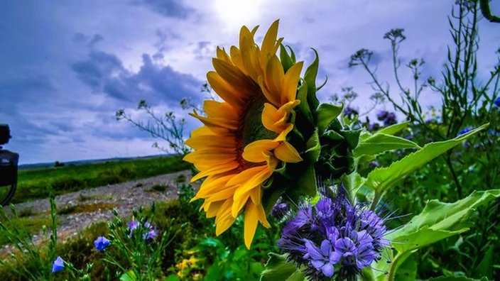 Sonnenblume 