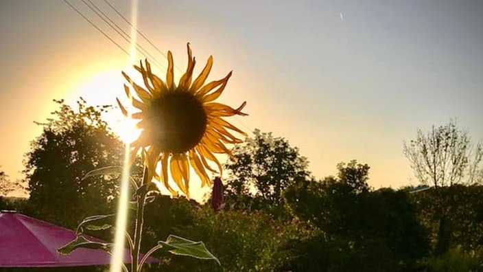 Sonnenblume 