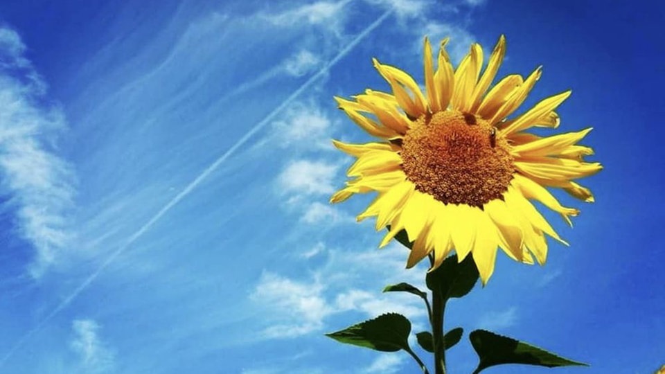 Sonnenblume 