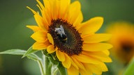 Sonnenblume 