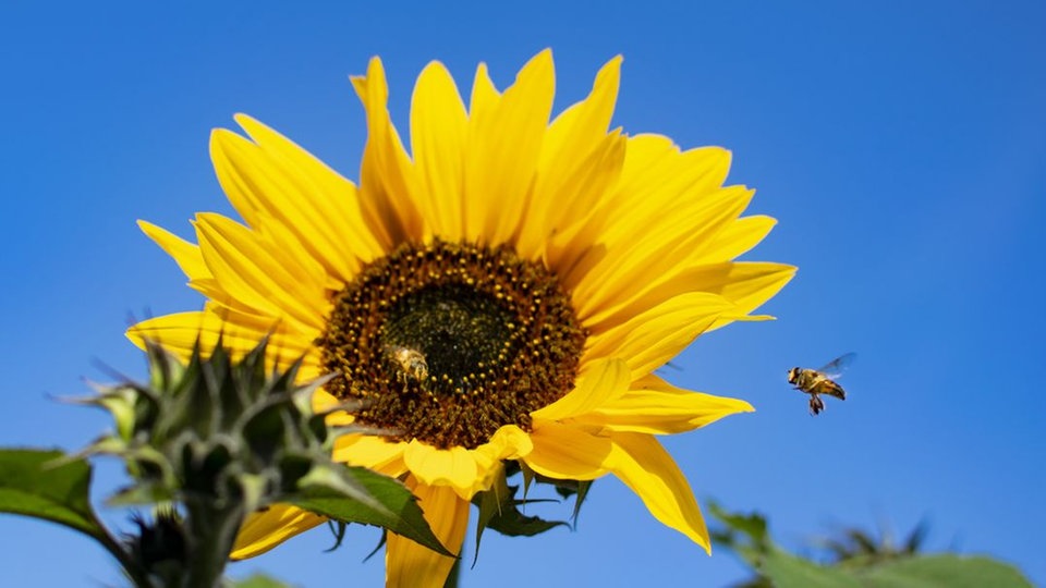 Sonnenblume 