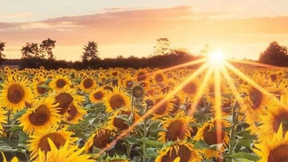 Sonnenblume 