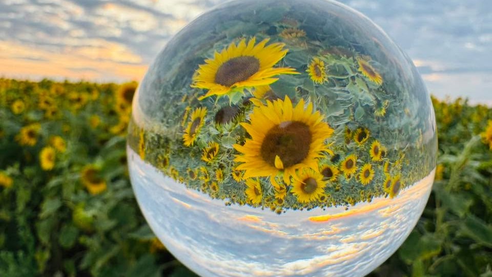 Sonnenblumen