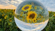 Sonnenblumen