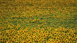 Sonnenblumen